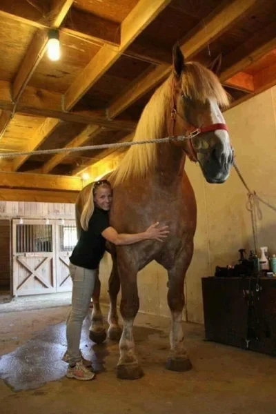 U.....n - The Big Jake - Największy koń na świecie, mierzy ponad 210cm oraz waży 1180...