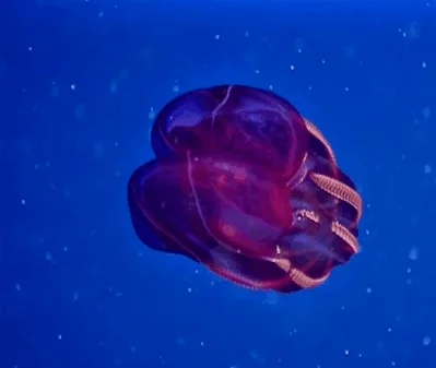 likk - Lampocteis cruentiventer (eng. bloodybelly comb jelly) - gatunek morskiego zwi...