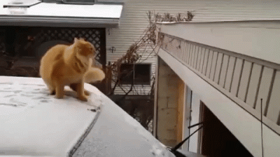 Sheena1 - @Brajan_Kowalski: #takbylo