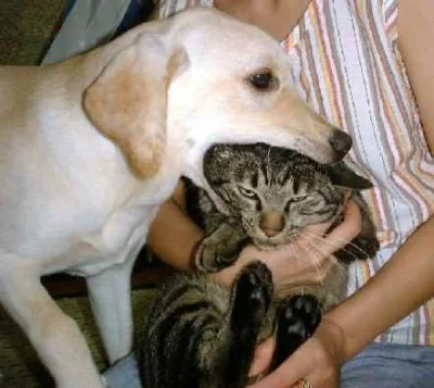 trebeter - przyjaźń psa i kota