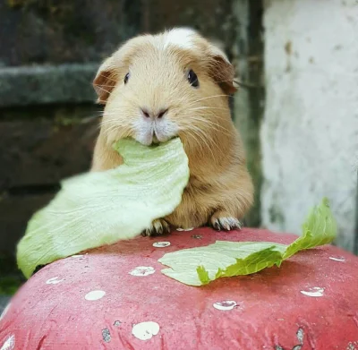 cmentarnapolka - Omnomnom 

#dailyswinior #swinkamorska #zwierzaczki #zwierzęta #smie...