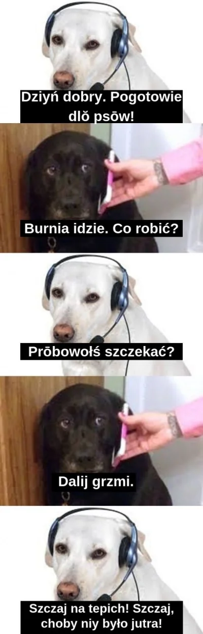 SSKW - Dzień dobry Miraski #heheszki #pies #smiesznypiesek