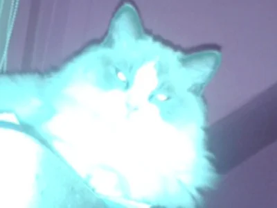 ulkaaa - Zrobiłam swojemu kotu zdjęcie z lampą ( ͡° ͜ʖ ͡°)
#koty #pokazkota #kot #ko...
