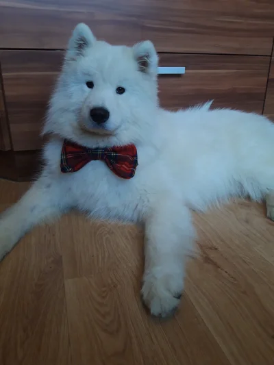 Scooby-dooo - Mój wystrojony kawaler
#pokazpsa #samoyed #swieta #pieseczkizprzypadku