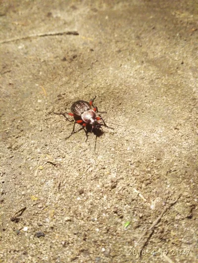 WyrwalemChwasta - Mireczki entomolodzy, takiego chrabonszcza spotkałem podczas napraw...