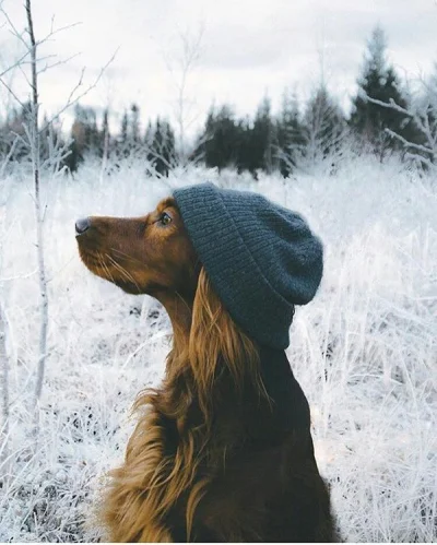 Mesk - Przyjaciel w czapce #psy #smiesznypiesek #fotografia