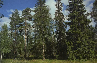 brattland - Dlaczego w polskich miastach jest tak mało drzew iglastych?
Zastanawia m...