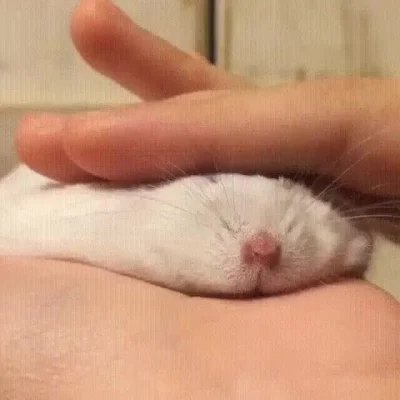 nerkin - Ciasteczko ze szczurka #heheszki #gif #foodporn