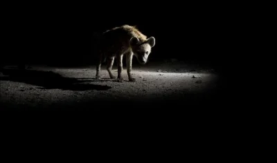 s.....i - #hienka #zwierzaczki

Pod osłoną nocy 
Hienka Was zaskoczy 

Tududu