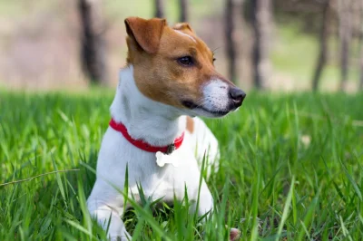 p.....R - Od dłuższego czasu chcę mieć psa. Decyzja zapadła na rasę jack russell terr...