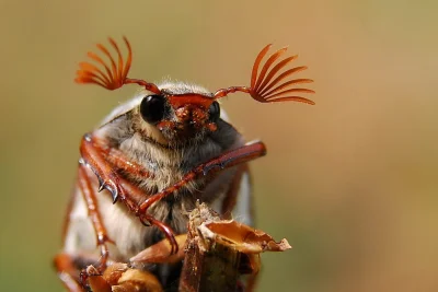 semperfidelis - @CreativePL: Chrabąszcze są zajebiste.