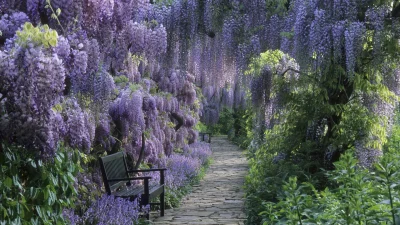 C.....i - Ogród Kawachi Fuji w Japonii.
#azylboners #ogrod #wisteria