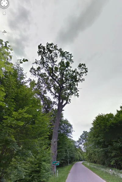 BrzydkiBurak - Drzewa nie powaliły ani silne wichury przed rokiem, ani niedawny orkan...