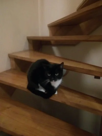 cojaturobie - Przez chwilę zastanawiałam się co mój kot robi na Twoich schodach ¯\(ツ)...