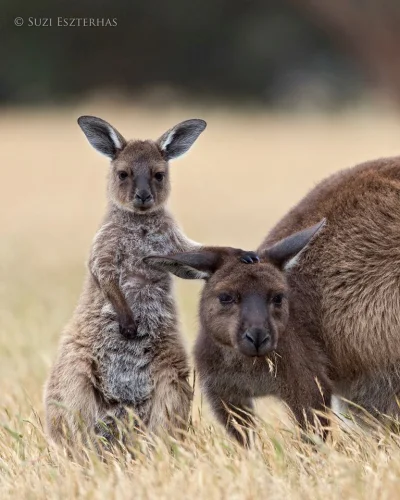 Lifelike - #photoexplorer #fotografia #przyroda #natura #zwierzeta #kangury #australi...