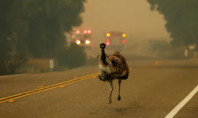 kyloe - Ptak emu uciekający przed ogniem, Potrero, California

#fotografia #zyciena...