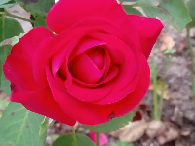 laaalaaa - Róża 65/100 - @GraveDigger 'a i jej czwarte kwitnienie ( ͡° ͜ʖ ͡°)
#mojer...