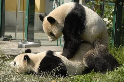 KuwbuJ - @ceza: Każda panda jest mistrzem kamasutry. ( ͡° ͜ʖ ͡°)

SPOILER