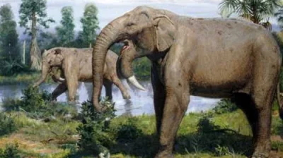 Sojerr - Kenozoik ze swoimi wytworami pokroju słonia z downem był zajebisty ( ͡° ͜ʖ ͡...