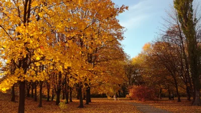 ksaler - Piękna jesień na Mokotowie ( ͡° ͜ʖ ͡°)
#jesien #polemokotowskie #mokotow #W...