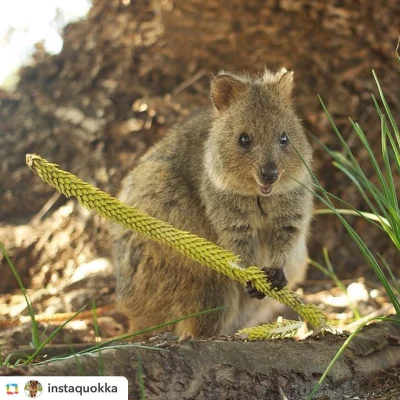 mfek00 - Hello there!
#quokkanadzis #quokka #zwierzaczki