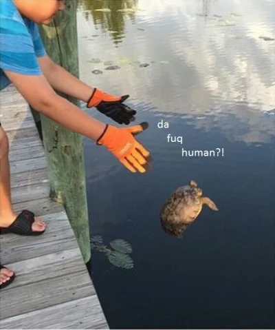 grzyb_ek - Nie każdy żółw potrafi pływać ( ͡° ʖ̯ ͡°)