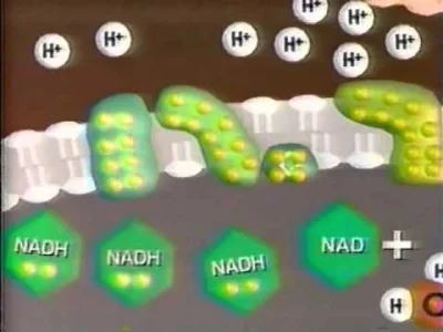 bioslawek - Oddychanie komórkowe - metabolizm i odżywianie.




#biologia #komor...