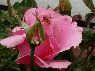 laaalaaa - Róża 41/100 z gośćmi wakacyjnymi ( ͡° ͜ʖ ͡°)

z owadami, nie robalami - ...