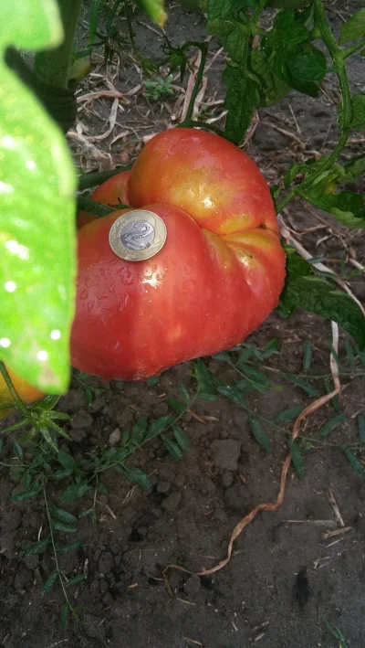 picasssss1 - Chodź pokażę Ci mojego pomidora ( ͡° ͜ʖ ͡°)
Brat tego pomidora obok waż...