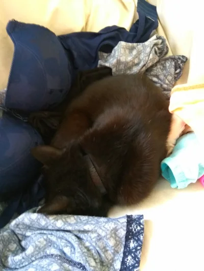 M.....a - Oczywiście, że leży na czystych ubraniach. Kto by chciał leżeć na zasierści...