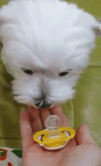 tei-nei - #smiesznypiesek #zwierzaczki