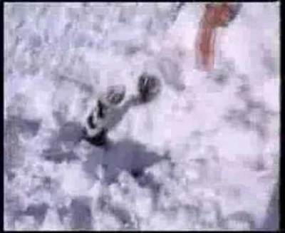 ddominikk1989 - dorzucam polską perełkę z głupoty zimowej