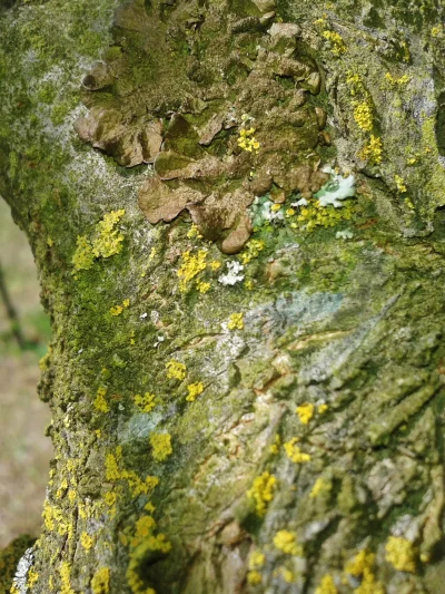 S.....r - Porosty na drzewie 
#biologia #przyroda #natura #porost #ogrod #porosty 
...
