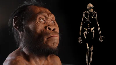 bioslawek - Homo naledi okazał się nie być małpopodobnym przodkiem człowieka, tylko c...