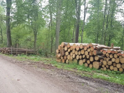 Letoo - @PC86 byłem w puszczy, gdy ten temat był bieżący, wycięte drzewa leżące na po...