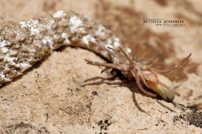 GraveDigger - Żmija Pseudocerastes urarachnoides z ogonem przekształconym w pająka. M...