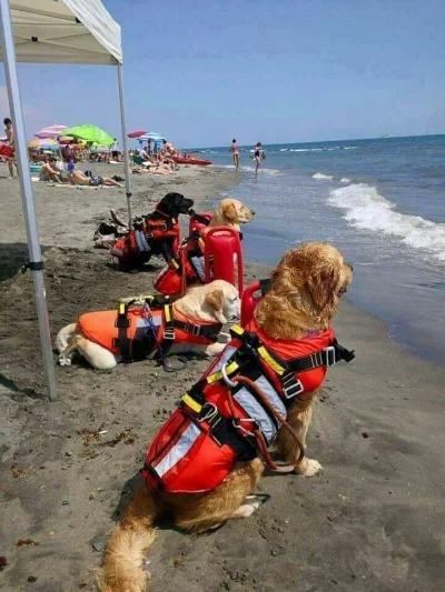 runnerrunner - Psy ratownicy na Chorwackich plażach. #zdjecia #fotografia #urlop #pod...