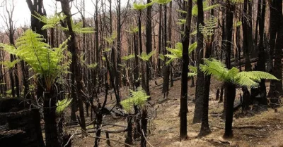 AustraliaZachodnia - Tak sobie radzi przyroda kilka dni po pożarze. To co głoszą w TV...