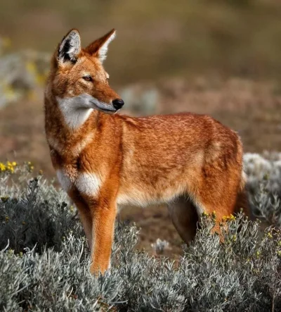 DuchBieluch - Kaberu etiopski (Canis simensis) – gatunek z rodziny psowatych występuj...