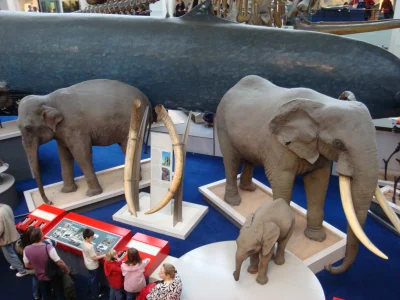 waltos - @HaczuPikczu: tu porównanie płetwala ze słoniami (one oczywiście też w skali...