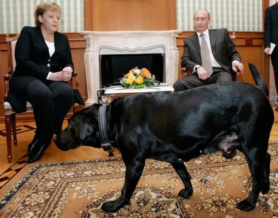 konstar18 - Putin to Merkel nie raz #thuglifował . Angela Merkel boi się psów. Co zro...