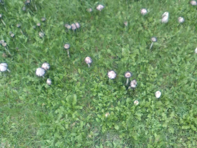 death070 - wyrosły na trawie przed domem ktoś wie co to za grzyby ?

#kiciochpyta #...