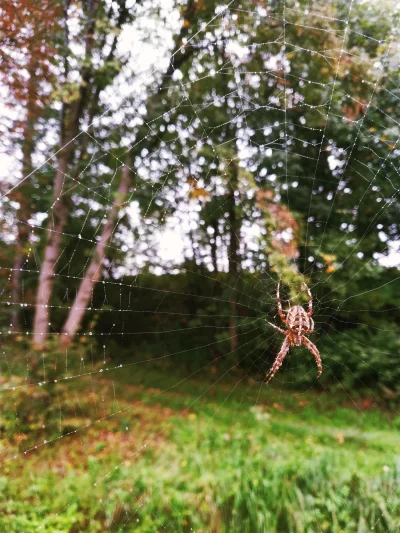 ParanoidBumblebee - #pajaki #pajak #pajeczyna #zdjecie #fotografia #animal #animals