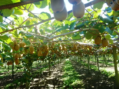 Koguy - Farma Kiwi. O dziwo Kiwi rosną tez w #szwajcaria 

#rolnictwo #ciekawostki