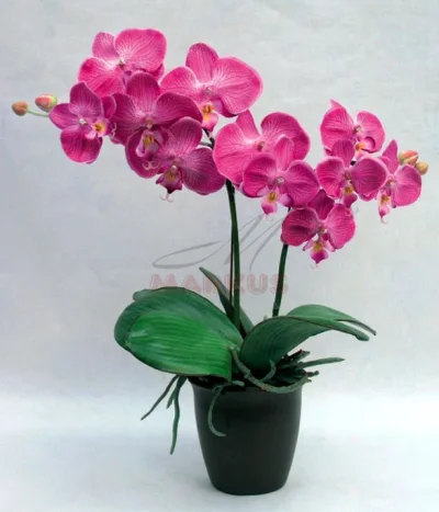 kozinsky - @CzapkaG: chwila chwila są wyjątki. Orchidee potocznie zwane storczykami s...