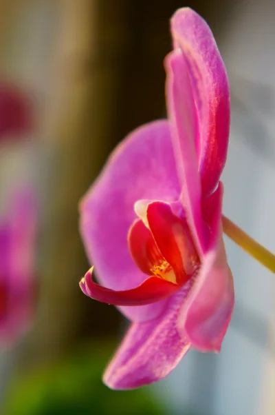 epi - Orchidea

#fotografia #pokazkwiatka