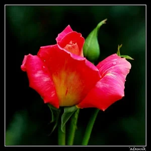 antygon - Nie wiem jak wy, ale ja mam słabość do róży - #foto na #da - http://adamsik...