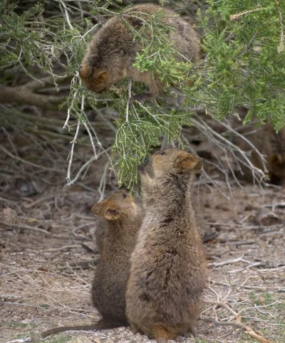 mfek00 - Bierzcie i jedzcie z tego krzaczka ʕ•ᴥ•ʔ
#quokka #quokkanadzis #zwierzaczki