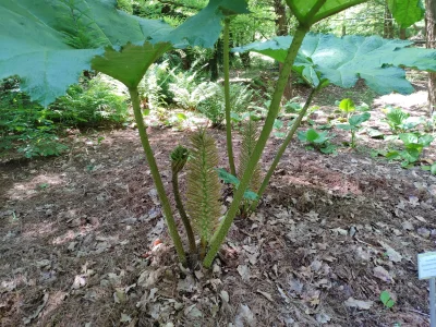 gobi12 - @gobi12: Gunnera Olbrzymia - to dorasta do kilku metrów wysokości ;p