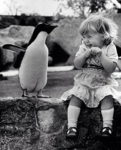 S.....n - Dziewczynka z pingwinem (⌐ ͡■ ͜ʖ ͡■)


#smiesznypiesek #fotografia #zwie...